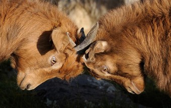 UNA PRECISAZIONE SULLA CLAUSOLA DI OPERA CONCORRENTE